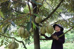 Xu hướng làm nông nghiệp theo nhu cầu thị trường
