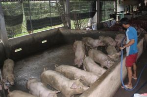 The price of live pork in Dong Nai is the highest in the Southeast region