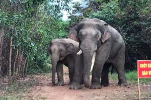 Ngăn chặn xung đột giữa voi và người