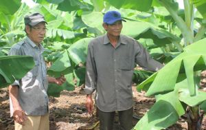 Phủ xanh vùng đất đá