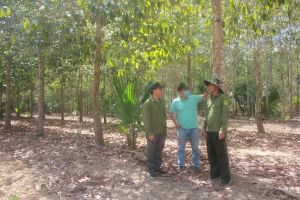 Vi phạm về Luật lâm nghiệp tăng