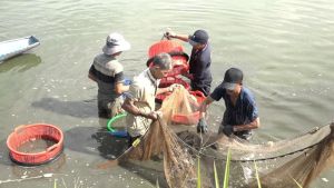 Rapidly increasing the area of freshwater prawn farming