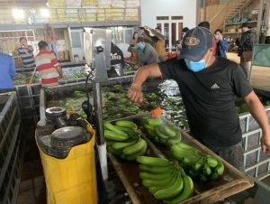 Dong Nai bringing over 90,4 billion tons of banana to the market
