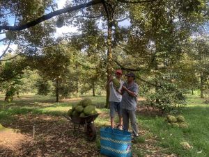 A highly profitable durian harvest