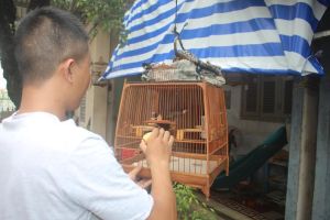 Nghiêm cấm hành vi săn bẫy chim có nguồn gốc từ rừng