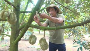 Tìm đầu ra bền vững cho nông sản sạch