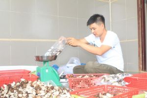 Khởi nghiệp với nấm mối đen