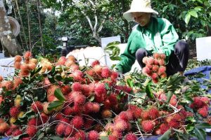 Increasing the advertisement and trade promotion for agricultural products