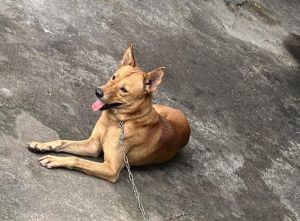 Bé trai bị con chó nhà nuôi cắn