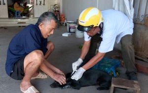 Tiêm vaccine phòng dại ngay cho đàn chó, mèo