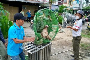 Cần kiểm soát được bệnh dại trên đàn chó, mèo nuôi