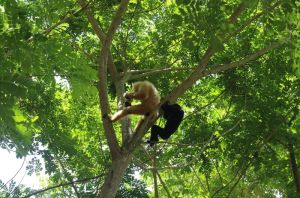 Dong Nai is the leading province in terms of area and forest cover in the region