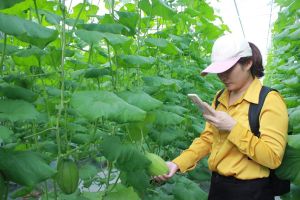 Đồng Nai thuộc tốp đầu cả nước trong phát triển nông nghiệp công nghệ cao