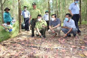 UBND tỉnh công nhận kết quả đề tài khoa học Trồng nấm linh chi dưới tán rừng keo lai