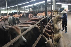 Nhiều thuận lợi đầu tư chăn nuôi những tháng cuối năm