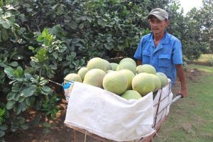 Dư nợ tín dụng đối với lĩnh vực nông nghiệp, nông thôn đạt khoảng 113,7 ngàn tỷ đồng