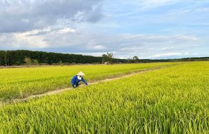 Nearly 4.5 thousand hectares of paddy were planted in the summer-autumn crop