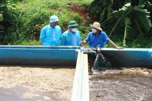 Kiểm tra phát hiện gần 330 trại chăn nuôi gia công chưa có thủ tục môi trường