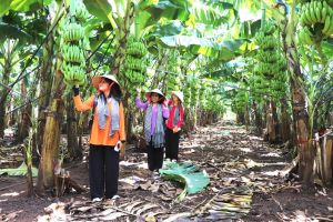 Giúp dân làm du lịch chuyên nghiệp
