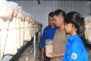 14 dự án vào vòng bán kết cuộc thi thanh niên nông thôn sáng tạo khởi nghiệp