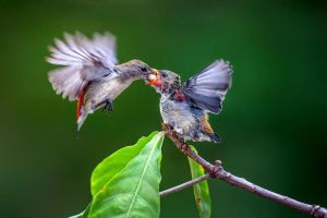 Đồng Nai đoạt giải Cuộc thi ảnh quốc tế Seoul 2023