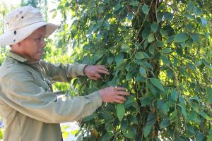 H.Cẩm Mỹ phát triển mạnh nông nghiệp hữu cơ