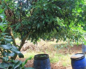 H.Cẩm Mỹ có 170ha ứng dụng men vi sinh IMO vào sản xuất