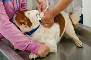 Đã ghi nhận 10 ổ dịch chó dại trên địa bàn tỉnh