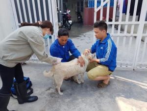 Tiếp tục ghi nhận chó bị dại cắn người