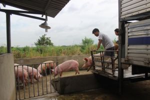 Dong Nai province promotes traceability of livestock products