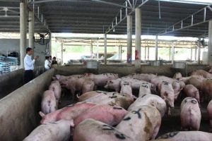 Tăng cường phòng chống dịch tả heo châu Phi