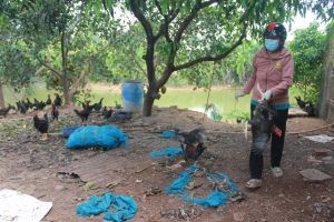 Cấp mới cho 42 cơ sở an toàn dịch bệnh