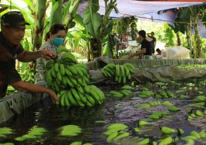 Lo rủi ro xuất khẩu trái cây tươi vì mã vùng trồng