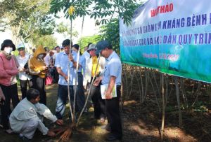 Toàn tình nhân rộng được 30ha giống sắn HN1, HN5 kháng bệnh khảm lá