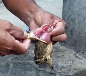 5 người bị ngộ độc do ăn thịt cóc