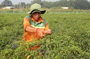 Thực hiện nhiệm vụ đột phá phát triển nông nghiệp hữu cơ