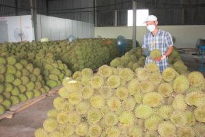 Cơ sở đóng gói trái cây tươi xuất khẩu cần gỡ khó