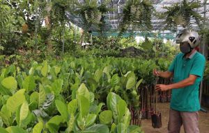 Thanh tra 58 cơ sở sản xuất, kinh doanh giống cây nông nghiệp