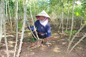 Phòng dịch khảm lá sắn hiệu quả