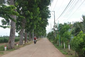 Cả hệ thống chính trị tham gia trồng cây xanh nông thôn