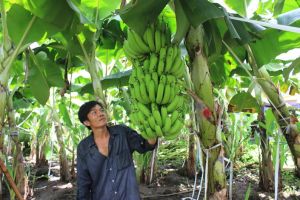 Phát huy vai trò hợp tác xã nông nghiệp trong xây dựng chuỗi liên kết