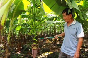 Trang Bom district strives to establish 10 growing area codes and 20 agricultural product packaging facilities by 2025.