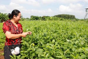 The cooperative that pioneers the export of leafy vegetables