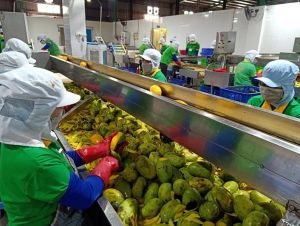 Dong Nai has the necessary factors to become a modern agricultural product processing center