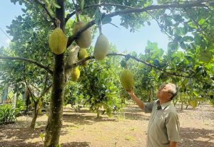 Tập trung phát huy thế mạnh của từng địa phương