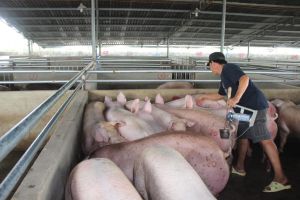 Dịch tả heo châu Phi vẫn ở mức báo động