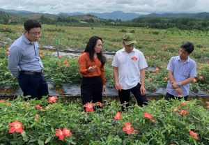 Growing Hibiscus sagittifolius in the mountainous district of Tan Phu