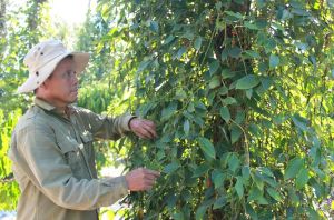 Carry out the breakthrough task in organic agriculture