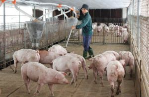 Pig farming is facing challenges