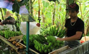 Fresh fruit packaging facilities for export need help to overcome challenges